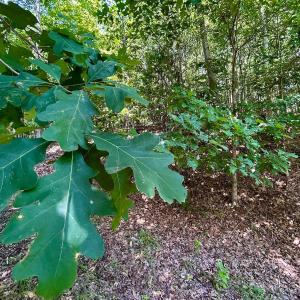 Photo #42 of Stewartsville Rd, Vinton, VA 17.5 acres