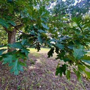 Photo #23 of Stewartsville Rd, Vinton, VA 17.5 acres