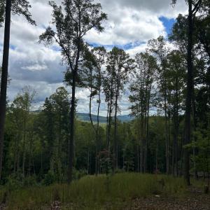 Photo #7 of Skyline Above Reservoir, Amherst, VA 145.4 acres