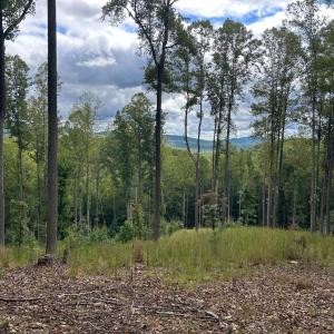 Photo #6 of Skyline Above Reservoir, Amherst, VA 145.4 acres