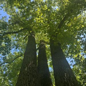 Photo #24 of Jones Overlook, Howardsville, VA 8.2 acres