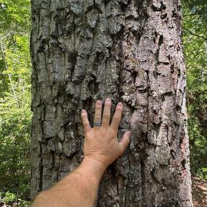 Photo #10 of Jones Overlook, Howardsville, VA 8.2 acres