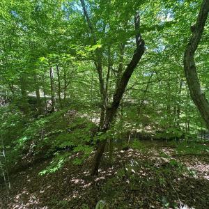Photo #14 of Jones Overlook, Howardsville, VA 8.2 acres
