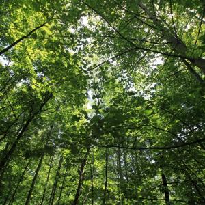 Photo #8 of Hickory Falls Road, Blue Ridge, VA 3.0 acres