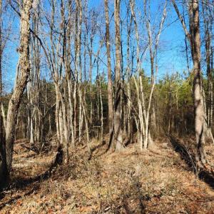 Photo #6 of Cameron Lane, Nathalie, VA 62.4 acres