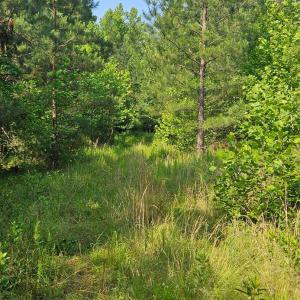 Photo #5 of Earley Farm Road, Madison Heights, VA 58.4 acres