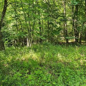 Photo #9 of Earley Farm Road, Madison Heights, VA 66.1 acres