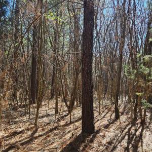 Photo #5 of TN Snow Road, Nathalie, VA 22.7 acres