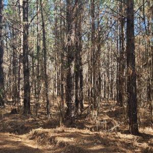 Photo #7 of TN Snow Road, Nathalie, VA 22.8 acres