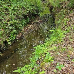 Photo #6 of TN Snow Road, Nathalie, VA 44.1 acres
