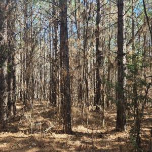 Photo #8 of TN Snow Road, Nathalie, VA 44.1 acres