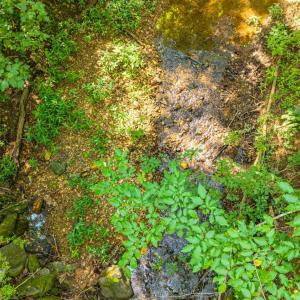 Photo #33 of Mt Athos Road, Lynchburg, VA 12.5 acres