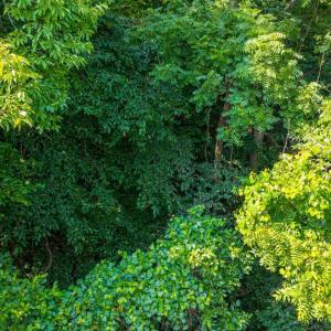 Photo #27 of Mt Athos Road, Lynchburg, VA 12.5 acres