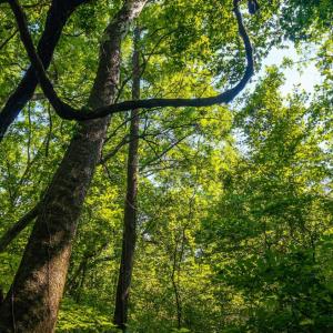 Photo #31 of Mt Athos Road, Lynchburg, VA 12.5 acres