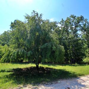 Photo #4 of 364 Community Road, Dillwyn, VA 3.7 acres