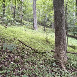 Open area among mature trees