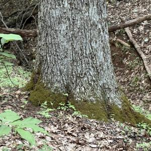Mature trees