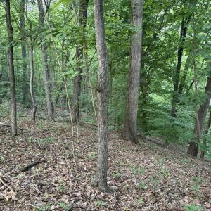 Photo #18 of Leesville Lake Drive, Pittsville, VA 5.6 acres