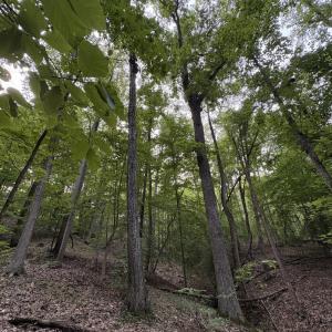 Mature trees, slope of lot
