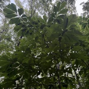 Older pawpaw trees