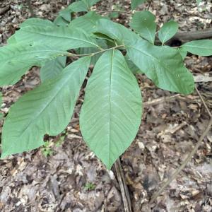 Pawpaw leaves