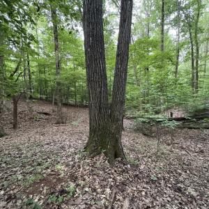 Mature trees on property