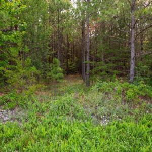 Photo #7 of Wyatt Miles Road, Gladys, VA 25.0 acres