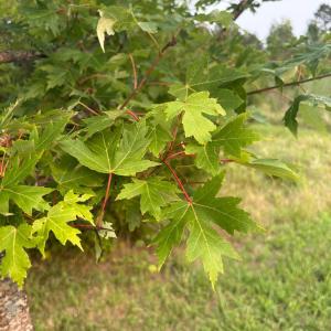 Silver Maple tree anchoring the gravel drive