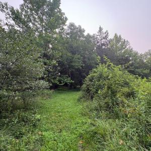Mowed path