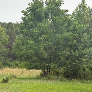 Black Walnut tree on property