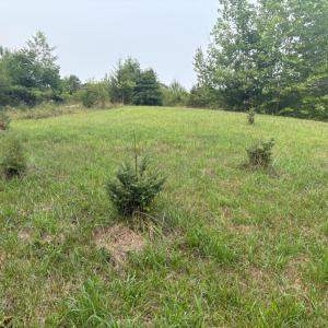 Planted spruce trees