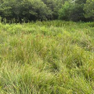 Grasses