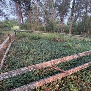 Likely grave, split rail fence and ground cover