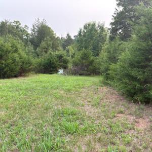 Mowed path towards top of the lot