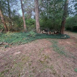 Mature evergreens with periwinkle