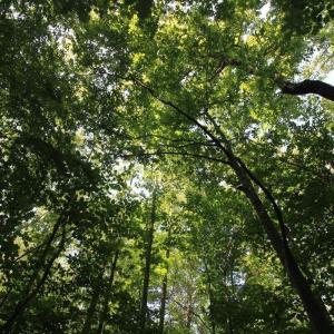 Photo #6 of Wilderness Way, Moneta, VA 3.0 acres