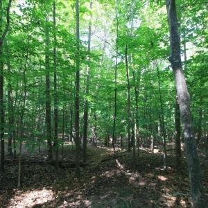 Photo #5 of Wilderness Way, Moneta, VA 3.0 acres