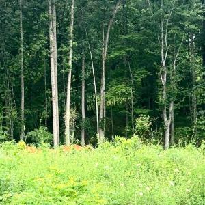 Photo #3 of 20 Oriole Court, Bedford, VA 0.5 acres