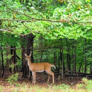 Photo #1 of Gap Bridge Road, Moneta, VA 0.9 acres