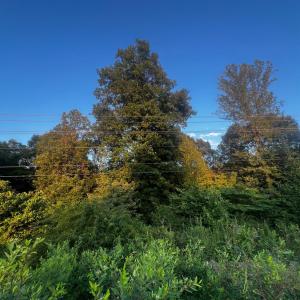 Photo #5 of S Amherst Highway, Monroe, VA 33.7 acres