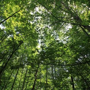 Photo #9 of Hickory Falls Road, Blue Ridge, VA 3.0 acres
