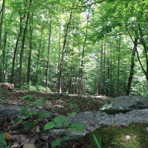 Photo #10 of Hickory Falls Road, Blue Ridge, VA 3.0 acres