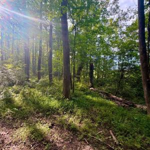 Photo #21 of 2400 Tribble Lane, Goochland, VA 9.0 acres