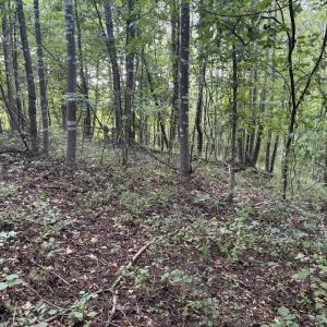 Photo #19 of 3315 Amherst Highway, Monroe, VA 33.7 acres