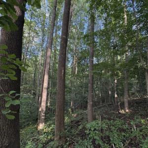 Photo #27 of 3315 Amherst Highway, Monroe, VA 33.7 acres