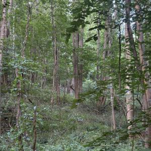 Photo #23 of 3315 Amherst Highway, Monroe, VA 33.7 acres