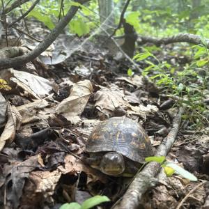 Wildlife you may meet on the way.