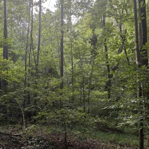 Photo #22 of 3315 Amherst Highway, Monroe, VA 33.7 acres