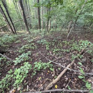 Photo #21 of 3315 Amherst Highway, Monroe, VA 33.7 acres