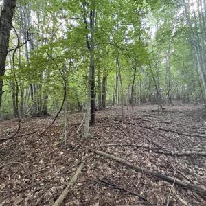 Flat Area towards back of lot